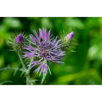Milk Thistle 